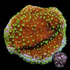 LiveAquaria® CCGC Aquacultured Green Polyp Cratiformis Coral